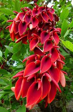 فروش گل فردوسی